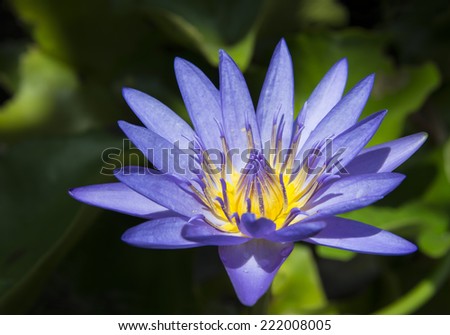 Lotus Flower water lily flower