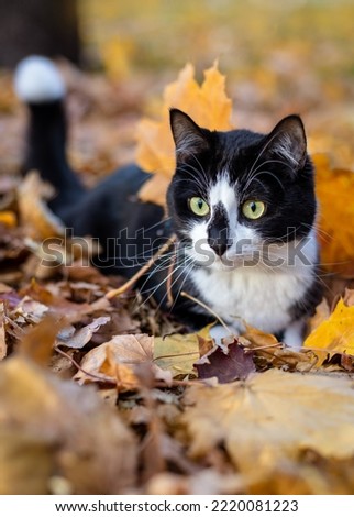A cute black and white cat lies in an autumn leaf.