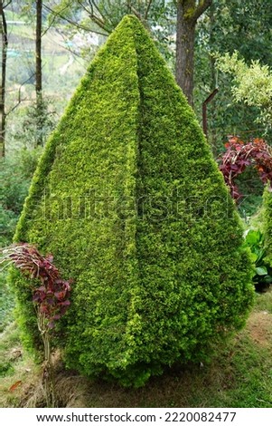 Buxus is a genus of about seventy species in the family Buxaceae. Common names include box or boxwood.