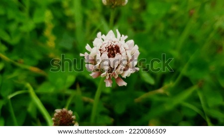 Close up of a white 'Trifolium repens' flower against a bright nature background.