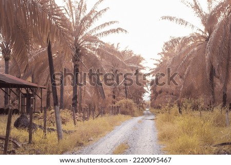 infrared image of the rural road along the oil palm farm