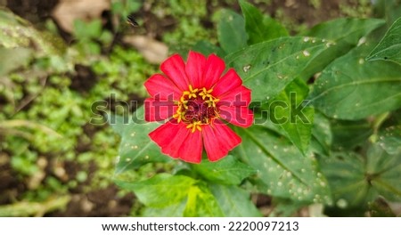 A beautiful flower (zinnia elegans) in house yard. This flower is a woman's favorite flower because it has a beautiful color and shape similar to a rosa chinensis