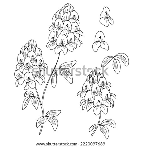 Alfalfa flower graphic black white isolated sketch illustration vector  Royalty-Free Stock Photo #2220097689