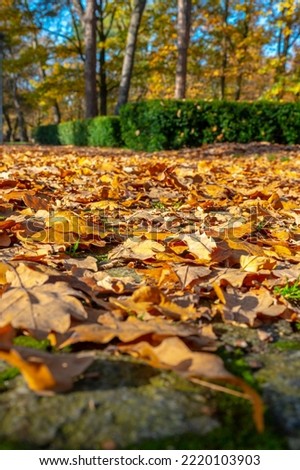 Yellowed and brown oak leaves (Quercus) fallen to the ground in an autumn park