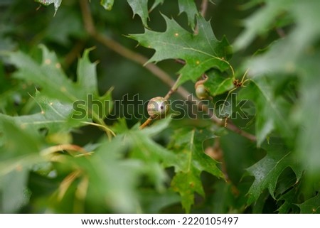Pedunculate oak. A close-up of the fruit of an oak tree. Selective focus on the acorns. Blurred background. Picture of nature on the wall. focus. Natural background. Young acorns ripening on the tree.