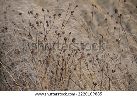 Autumn blurred landscape. Dry grass in a wild field close-up. Background design, template, wallpaper, calendar, screensaver.