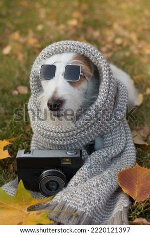 Funny dog in sunglasses with a scarf around his neck, lies on the grass, next to the photo camera, autumn travel