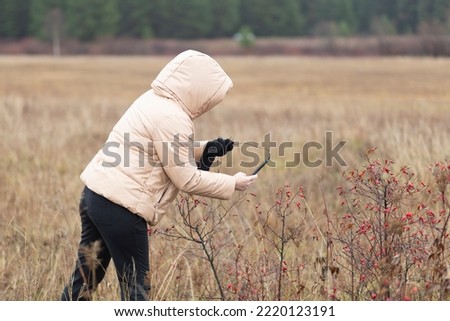 A woman takes pictures of rosehip berries in autumn on her smartphone in the forest in nature.