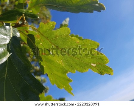 Green old oak leaf (Quercus) on a branch in autumn, in the blue sky macro, bottom view, vertical photo).