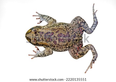 Top view of an African olive toad (Amietophrynus garmani) isolated on white
