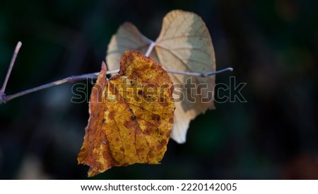 leaves during the autumn season