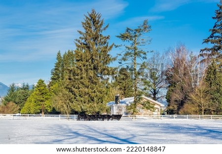 Landscape with live stock-farm on winter season with cattle herd on the snow