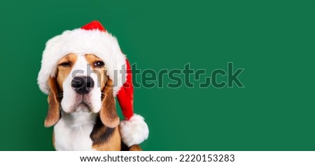 Cute beagle breed dog in a Santa Claus hat with a green isolated background. The dog squints funny. Happy New Year and Merry Christmas greeting banner. Copy space.