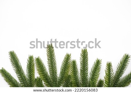 Background with  Christmas tree branches and space for text.Banner frame in rustic style. Space for text