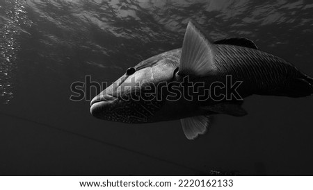 Black and White Humphead Wrasse, Cheilinus undulatus, on the Great Barrier Reef