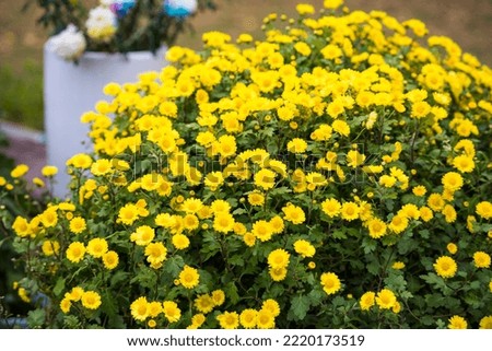 Close up of Chrysanthemum lavandulifolium,yellow flowers background