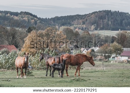 Beautiful horses on the paddock. Horses for riding lessons in the stud farm in the mountains