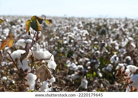 Cotton flower abstract background close-up