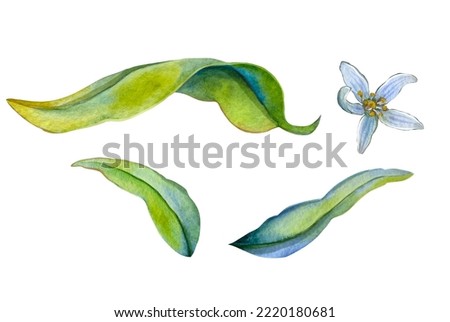 Сitrus flower and tropical leaf isolated on white background, watercolor hand painted illustration
