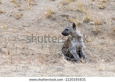 Young sitting spotted hyena, crocuta crocuta, front view, in Kruger National Park, South Africa.