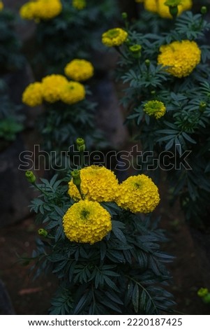 Beautiful marigold flowers of yellow color. A group of marigold flower in the field. One of the benefits of marigolds is to keep the skin moist and treat fever and sore throat.