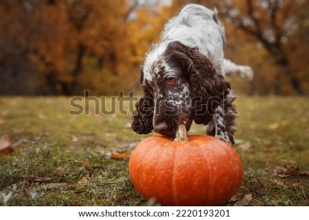 english springer spaniel halloween with pumpkins