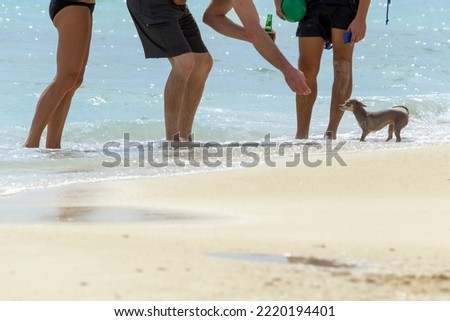 Low section portrait of group of friends walking on the beach. A group of people are feeding a dog from their hands. Blue chihuahua out of focus. Vacation on the beach with a dog. Royalty-Free Stock Photo #2220194401