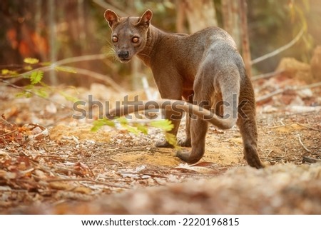 Madagascar fossa. Apex predator, lemur hunter. General view, fossa male with long tail in natural habitat. Shades of brown and orange. Endangered wild animal in the wild. Kirindy Forest, Madagascar. Royalty-Free Stock Photo #2220196815