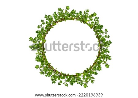 leaf vine circle isolates on a white background