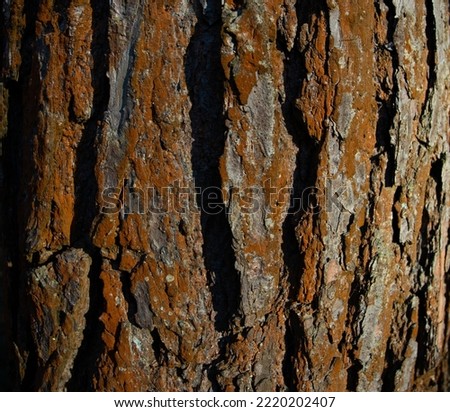 The texture of the tree bark. Photo background of a pine tree in close-up.