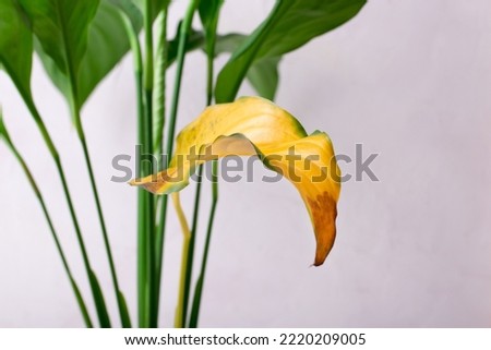 Spathiphyllum plant with a yellow leaf. Improper care for potted houseplant. Pests, overwatering, root rot or age Royalty-Free Stock Photo #2220209005