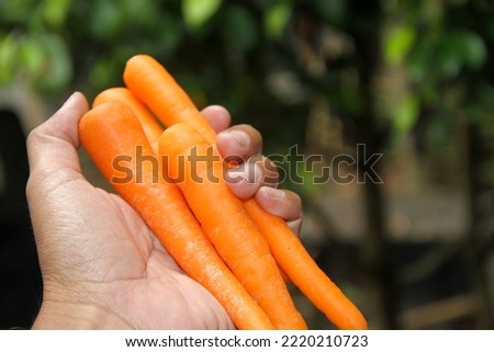 hand of a grown man holding some raw carrots. with blurry background.