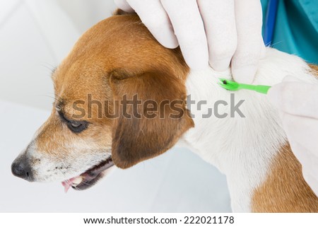 Veterinarian parasite mite removes of the dog's skin Royalty-Free Stock Photo #222021178