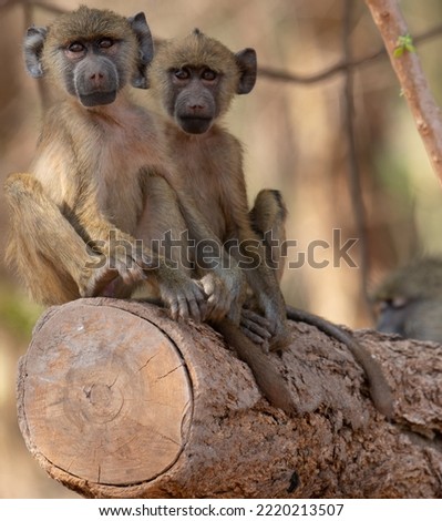           Baboons, Tsavo West National Park, Kenya                     