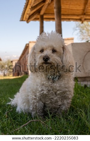 White caniche pet looking at camara Royalty-Free Stock Photo #2220235083
