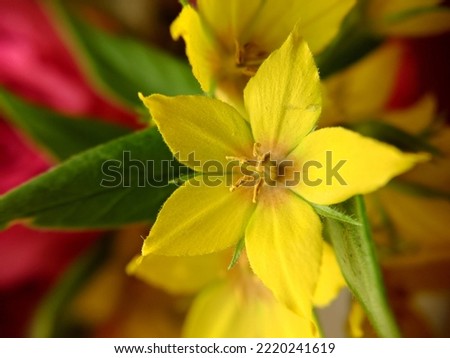 Background image of a yellow flower with green leaves in close-up.Macro photography.Texture or background.Selective focus.