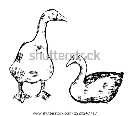 Geese poultry sketches. Farm animals set in vintage engraving style. Hand drawn vector illustration. Outline clip arts isolated on white background..