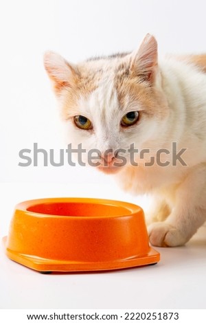 The cat eats wet food from a bowl.Vertical image. White background.