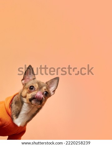 A hungry chihuahua dog licks its nose with its tongue sticking out on an orange background. Copy space