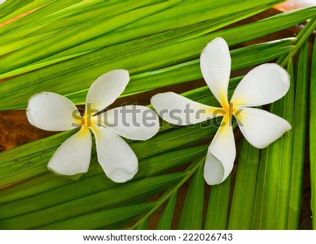 Two white frangipani and palm leaf 