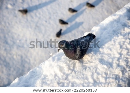 Pigeon sitting on a snow photographed from above
