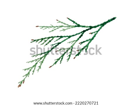 Watercolor hand-drawn illustration of Cedar branch. Isolated on white background. 