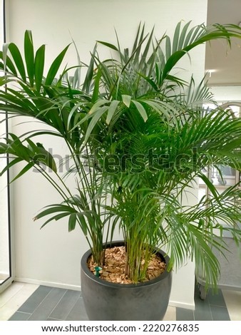 large elegant indoor plants in large pots