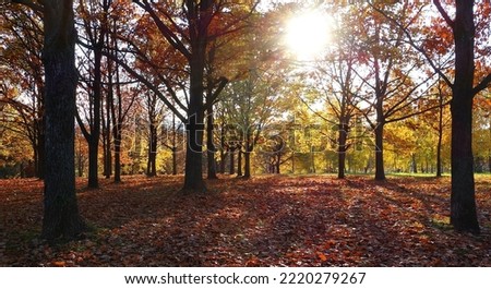 Beautiful landscape of autumn park lit by a large sun - photo prepared as a picture on the wall