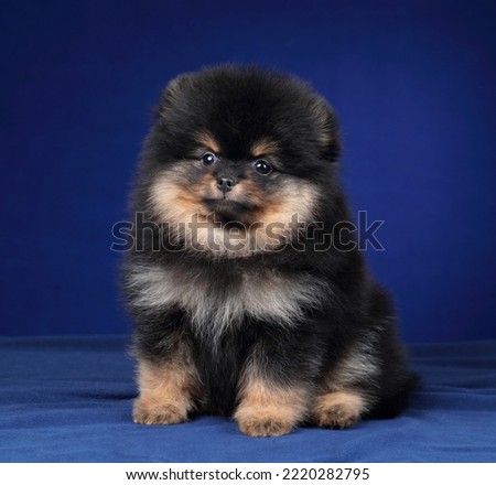 Cute fluffy Pomeranian puppy on a blue background
