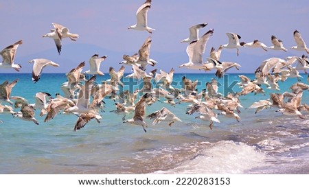 A flock of seagulls flew over the sea. Blue waves of the mediterranean sea and mountains on the horizon.