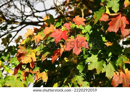 Sugar maple with great fall colors Royalty-Free Stock Photo #2220292059
