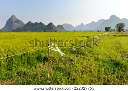 Electric fence marked with plastic bag in rice field