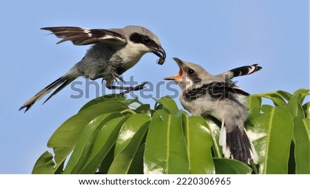 Loggerhead Shrike about to land to feed its fledgling a Beetle! Royalty-Free Stock Photo #2220306965