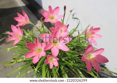 Rain Lily Zephyranthes minuta flower blooms in a pot during the day Royalty-Free Stock Photo #2220326299